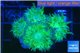 Duncanopsammia green 4-5 polyps WYSIWYG acclimaté