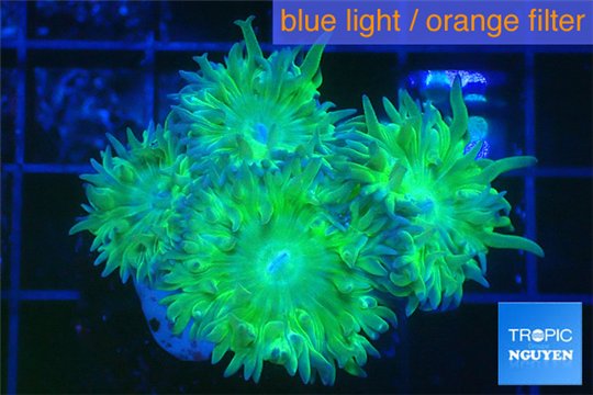 Duncanopsammia green 4-5 polyps WYSIWYG acclimaté