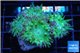 Duncanopsammia green 4-5 polyps WYSIWYG acclimaté