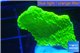 Montipora green cap 2-4 cm WYSIWYG acclimaté