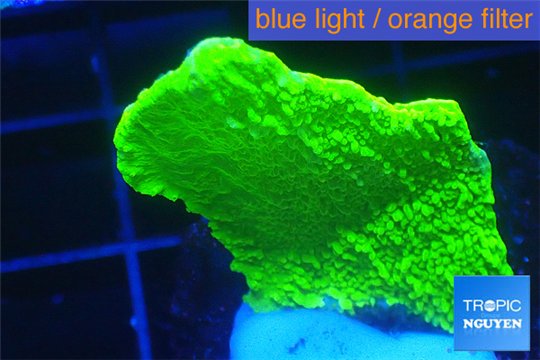 Montipora green cap 2-4 cm WYSIWYG acclimaté