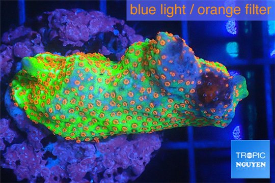 Montipora red fire forest 2-4 cm WYSIWYG acclimaté
