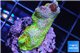 Montipora red fire forest 2-4 cm WYSIWYG acclimaté