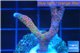 Montipora digitata red blue 3-4 cm WYSIWYG acclimaté