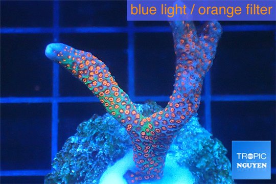 Montipora digitata red blue 3-4 cm WYSIWYG acclimaté