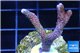 Montipora digitata red blue 3-4 cm WYSIWYG acclimaté