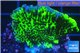 Montipora green & purple polyps 2-4 cm WYSIWYG acclimaté