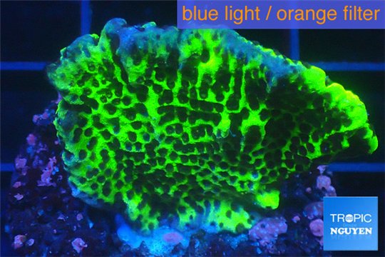 Montipora green & purple polyps 2-4 cm WYSIWYG acclimaté