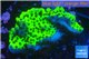 Montipora green & purple polyps 2-4 cm WYSIWYG acclimaté
