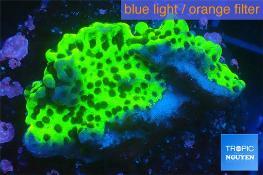 Montipora green & purple polyps 2-4 cm WYSIWYG acclimaté