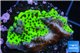 Montipora green & purple polyps 2-4 cm WYSIWYG acclimaté