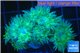 Duncanopsammia green 6-7 polyps WYSIWYG acclimaté