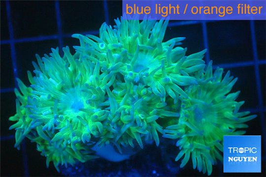 Duncanopsammia green 6-7 polyps WYSIWYG acclimaté