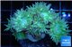 Duncanopsammia green 6-7 polyps WYSIWYG acclimaté