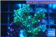 Montipora green & purple polyps 3-4 cm WYSIWYG acclimaté