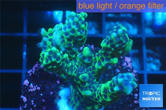 Montipora green & purple polyps 3-4 cm WYSIWYG acclimaté