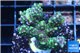Montipora green & purple polyps 3-4 cm WYSIWYG acclimaté