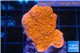 Montipora red cap 2-4 cm WYSIWYG acclimaté