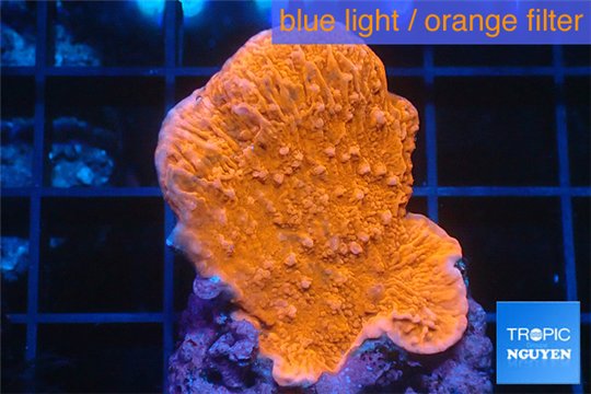 Montipora red cap 2-4 cm WYSIWYG acclimaté