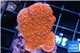 Montipora red cap 2-4 cm WYSIWYG acclimaté