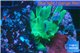 Acropora jacquelinae damaged 2-3 cm WYSIWYG acclimaté