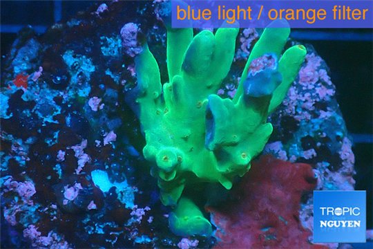 Acropora jacquelinae damaged 2-3 cm WYSIWYG acclimaté