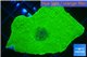Montipora green cap 3-4 cm WYSIWYG acclimaté