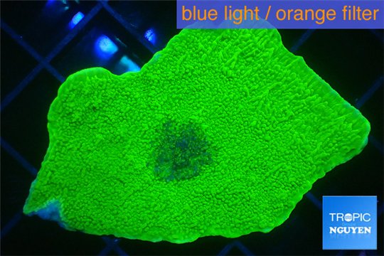 Montipora green cap 3-4 cm WYSIWYG acclimaté