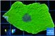Montipora green cap 3-4 cm WYSIWYG acclimaté