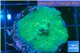 Acropora green gold Fijii 2-3 cm WYSIWYG acclimaté