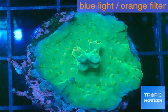 Acropora green gold Fijii 2-3 cm WYSIWYG acclimaté