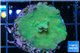 Acropora green gold Fijii 2-3 cm WYSIWYG acclimaté