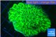Merulina neon green 3-4 cm WYSIWYG acclimaté