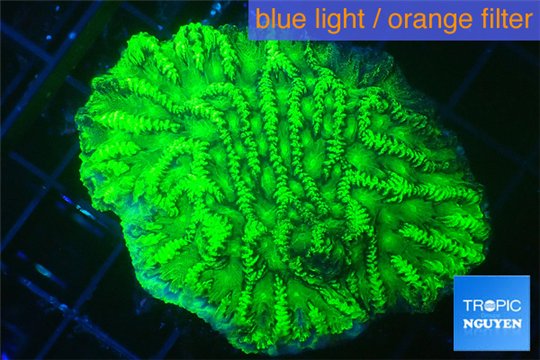 Merulina neon green 3-4 cm WYSIWYG acclimaté