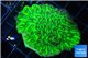 Merulina neon green 3-4 cm WYSIWYG acclimaté