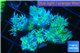 Duncanopsammia green 8-12 polyps WYSIWYG acclimaté