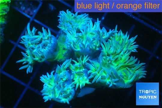 Duncanopsammia green 8-12 polyps WYSIWYG acclimaté