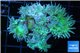 Duncanopsammia green 8-12 polyps WYSIWYG acclimaté