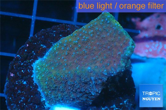 Montipora purple cap 3-4 cm WYSIWYG acclimaté