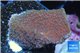 Montipora purple cap 3-4 cm WYSIWYG acclimaté