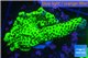 Montipora green & purple polyps 3-4 cm WYSIWYG acclimaté