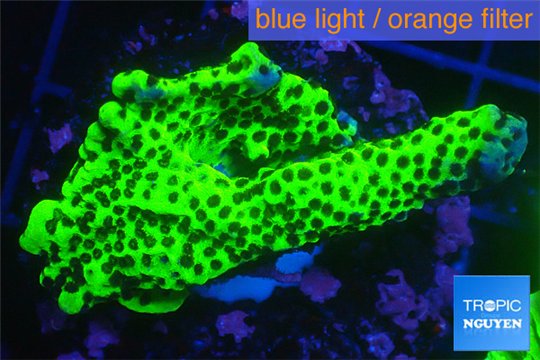 Montipora green & purple polyps 3-4 cm WYSIWYG acclimaté