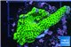 Montipora green & purple polyps 3-4 cm WYSIWYG acclimaté