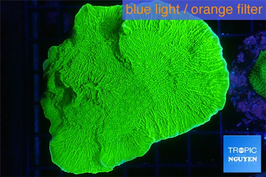 Montipora green cap 3-4 cm WYSIWYG acclimaté