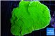 Montipora green cap 3-4 cm WYSIWYG acclimaté