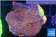 Montipora red & purple polyps 3-4 cm WYSIWYG acclimaté