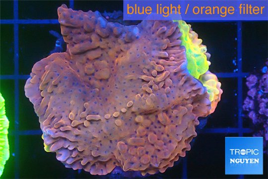 Montipora red & purple polyps 3-4 cm WYSIWYG acclimaté