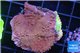 Montipora red & purple polyps 3-4 cm WYSIWYG acclimaté