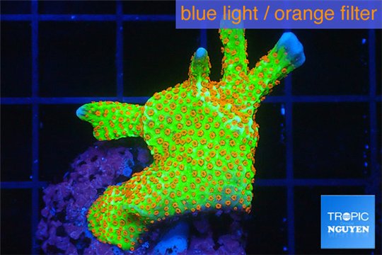 Montipora red fire forest 3-4 cm WYSIWYG acclimaté