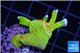 Montipora red fire forest 3-4 cm WYSIWYG acclimaté